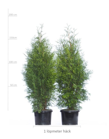 thuja smaragd dnger flssig Purgrn Thuja-Smaragd-Dnger 1 kg