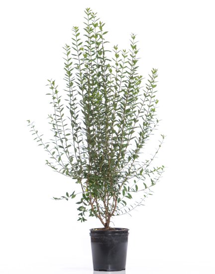 Vintergrøn Liguster 150-175 cm XXL! 40-pak (cirka 20 meter) - Klik p&aring; billedet for at lukke