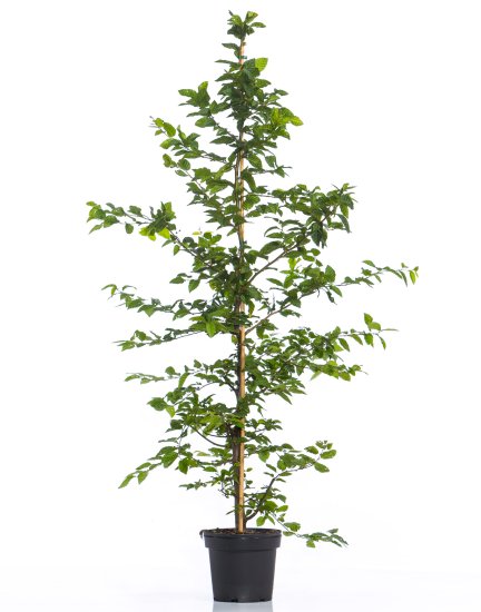 Avnbøg 150-175 cm XL! - Klik p&aring; billedet for at lukke