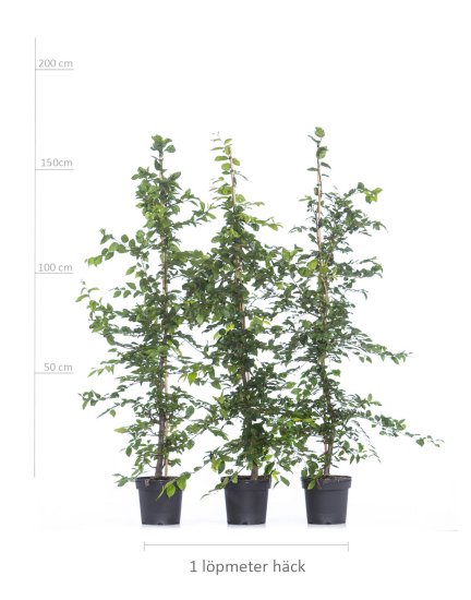Avnbøg 150-175 cm XL! - Klik p&aring; billedet for at lukke