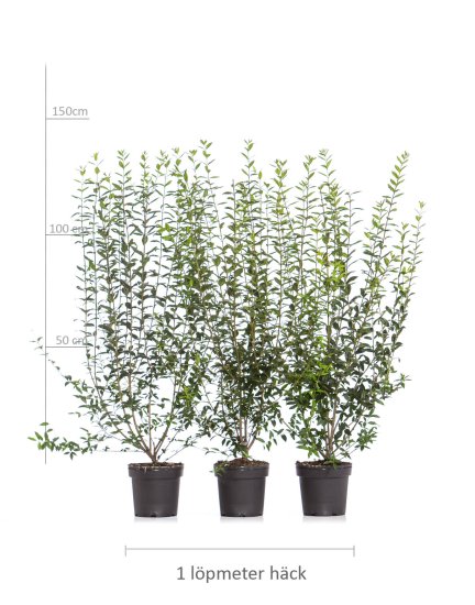 Vintergrøn Liguster 100-150 cm - Klik p&aring; billedet for at lukke