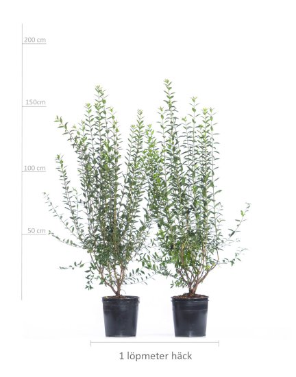 Vintergrøn Liguster 150-175 cm XXL! 40-pak (cirka 20 meter) - Klik p&aring; billedet for at lukke