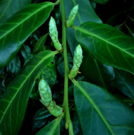 Laurbær-Kirsebær 'Etna' 60-80 cm