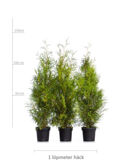 Thuja Brabant 100-125 cm Potte [7,5 liter potte] - 179.00 kr :  Haekspecialisten.dk - Specialisten i hkke