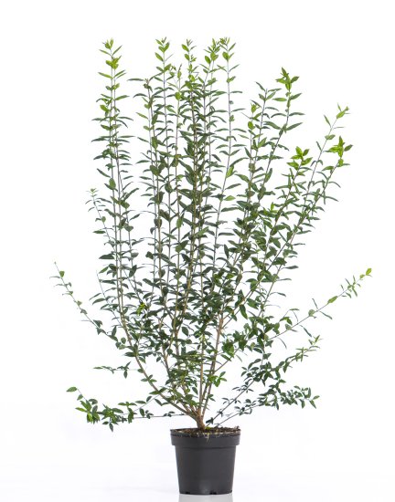 Vintergrn Liguster 100-150 cm [7,5 liter potte] - 249.00 kr :  Haekspecialisten.dk - Specialisten i hkke