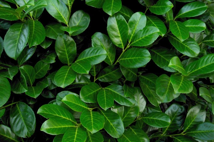 Laurbær-Kirsebær 'Etna' 60-80 cm - Klik på billedet for at lukke