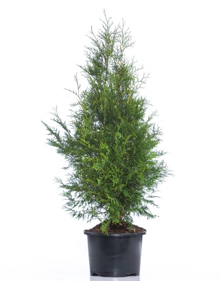 thuja kranz binden Echter edler Tannenkranz Thuja – Frische Adventskränze online kaufen bei  dekogreen.de main image 1