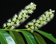 Laurbær-Kirsebær 'Etna' 60-80 cm