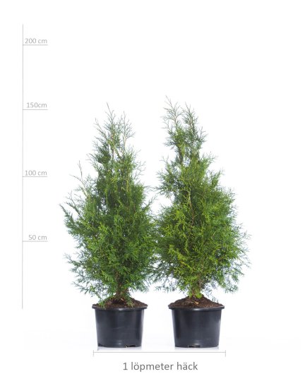 Thuja Brabant 125-150 cm Potte XL! 50-pak (cirka 20 meter) - Klik p&aring; billedet for at lukke