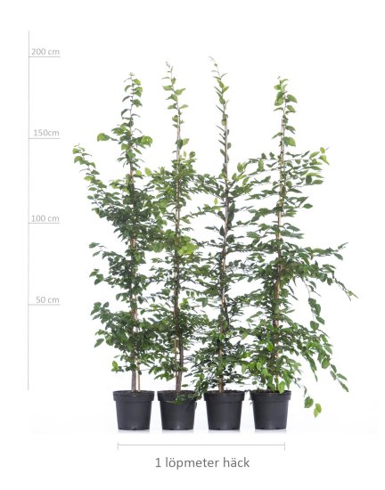Avnbøg 175-200 cm XL! - Klik p&aring; billedet for at lukke