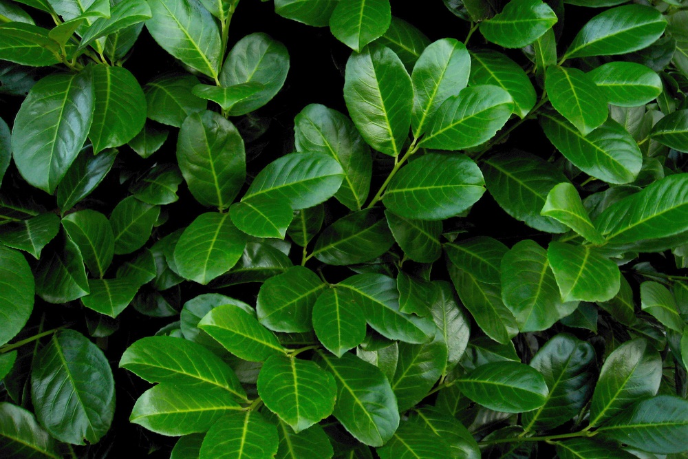 Laurbær-Kirsebær 'Etna' 60-80 cm