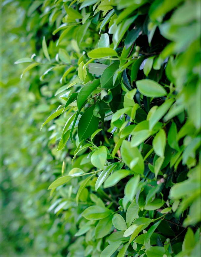 goeldii philodendron Finger Leaf Philodendron main image 0